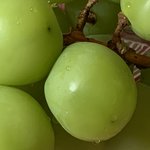 파파께서 샤인머스켓을 <b>선사</b>하셨다