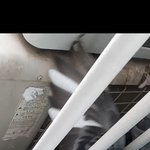 울집 <b>창문</b>에 비둘기 꼈는데 ㅋㅋㅋ ㅅㅂ