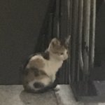 [댓글부탁해] <b>영자</b>가 글 추천도 눌러주냐?