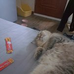 [ㅈㄱㄴ] 츄르 먹고 자는 우리 야옹이 <b>이시다</b>