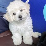 [스키즈] 지성이네도 <b>강쥐</b> 있었구나?