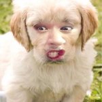 [스키즈] 친구 입덕 어떻게 시켜야 할까....