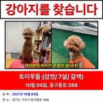 (경기도 구리) 강아지를 찾습니다