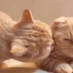 짝남이랑 마주 보고 엎드려 <b>자면</b> ㅈㄴ 설레지 않음?