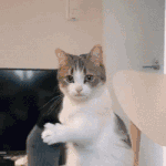 에프엑스 <b>핑테</b> 별로고 포월즈가 더 나음