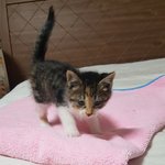 <b>생후</b>40일정도지난? 아기고양이 사랑으로 키워주실분!!