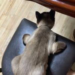 [이것좀봐줘] 우리고양이 <b>식빵</b> 잘 못 구운다!