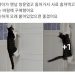 [댓글부탁해] 아니 고양이 ㄹㅇ이럼? 개신기하네