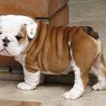 반전 매력으로 집사 홀리는 '<b>불독</b>'