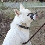 백구 입 묶은 ‘고무줄 악마’…경찰, 학대 용의자 추적 ‘난항’