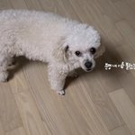 [더보이즈] <b>보리</b> 너무 귀엽다