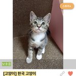 [댓글부탁해] 보<b>호소</b> 공고기간 끝나면 안락사야?..