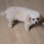 [더보이즈] 누가 <b>보리</b> 유과같대