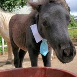 [미니어쳐 <b>홀스</b>] 셀카 찍는 인싸 망아지 보고가세요