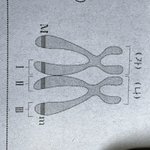 <b>염색</b>분체 1에서는