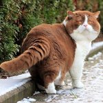 보자마자 압도되는 <b>우람</b>한 귀요미들?!