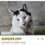 <b>슈</b>가 닮은 길고양이