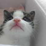 [고양이] 저희집 귀여운 고영희씨