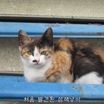 아이돌 빠순돌이들 특