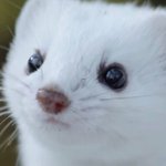 [스키즈] ㅅㄷ) 브이앱 보면서 따라 <b>색칠</b>하깋ㅎㅎ