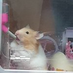[드루와] 울집햄스터<b>욕</b>하는 <b>판</b>녀랑 싸우다정지먹음