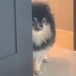 전세계 아미는 지금 <b>연탄</b>이 눈치보는중