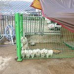 [강아지] 아기 강아지 <b>정렬</b> 심쿵주의