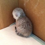 [댓글부탁해] 현아 <b>식욕</b> 궁굼해