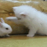 [댓글부탁해] 나 언니 있는데 ㄹㅇ로