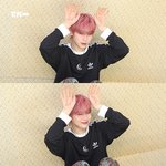 [엔하이픈] 나만의 아기<b>핑크</b>뮬리...