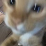 <b>고앵이</b> 찍음 큐ㅠㅠㅠㅠㅠㅠ졸귀