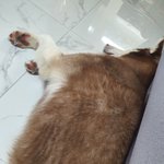 [강아지댓글] 우리집 큰댕댕이 사랑스럽지