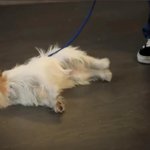 [NCT칠프] 이태용 강아지한테도 <b>치명적</b>이게 총쏘니까