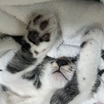 울집냥 자는거 개귀여우ㅜ