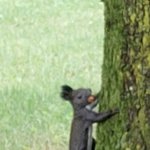 <b>청설모</b> 보고가