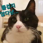 [고양이] 묘한 으르신...