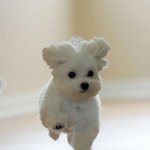 [군대] 용감하고 <b>씩씩</b>하게 점프하는 아기 강아지