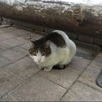 이 고양이 브브걸 <b>유나</b> 닮지 않음?