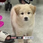 [모두드루와] <b>푸딩</b>이존귀ㅜ