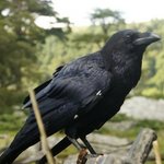 [이것좀봐줘] 까마귀구경하실<b>라우</b>?ㅎ