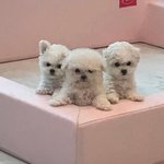 [펜타곤] 이거 왜 우리