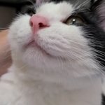 고양이 <b>눈빛</b> 이거 사랑 맞지..??