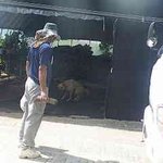 [반려<b>동물</b>] 우리집 강아지가 학대를 받았어요.