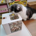 [고양이] 우리 호<b>두부</b> 사진 올려요