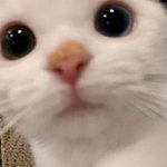 [댓글부탁해] 앙큼판녀들 들어와<b>바바</b>