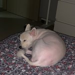 울<b>강</b><b>쥐</b>보구다들화푸세여~~
