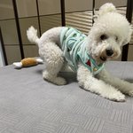 [댓글부탁해] 우리 강아지 내 발냄새 맡고 이딴 표정임