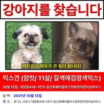 강아지를 찾고 있습니다. (고양시 <b>대장동</b>, 토당동, 능곡동)