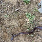 <b>뱀</b>잡았다 뭔<b>뱀</b>이냐이거