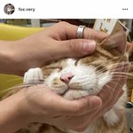 [댓글부탁해] 보현 고양이 사진 <b>민재</b> 손 맞는거같은데